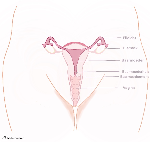 vulva vagina